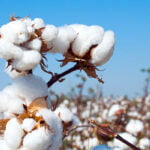 Alt=”Algodon orgánico - algodon convencional”.
